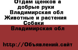 Отдам щенков а добрые руки - Владимирская обл. Животные и растения » Собаки   . Владимирская обл.